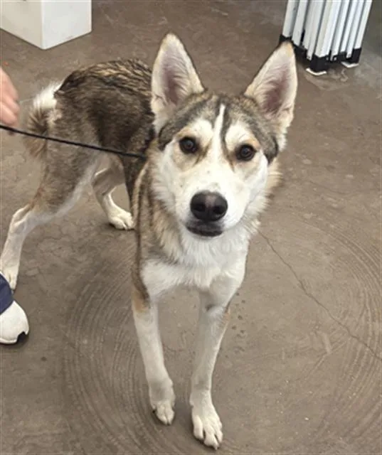 A young medium-sized male Mixed Breed dog named Noah for adoption in Dallas, TX