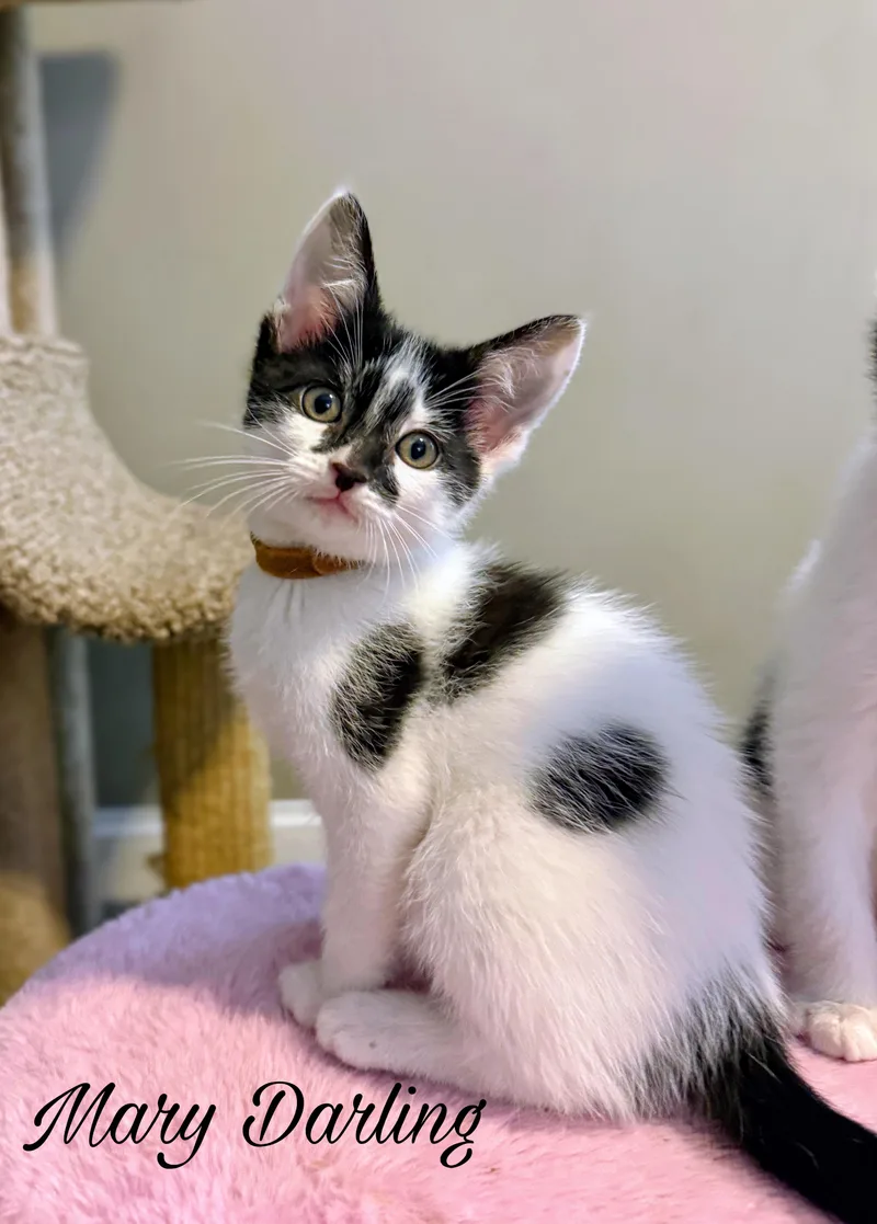 A baby medium-sized female White Domestic Short Hair cat named Mary Darling for adoption in Murfreesboro, TN