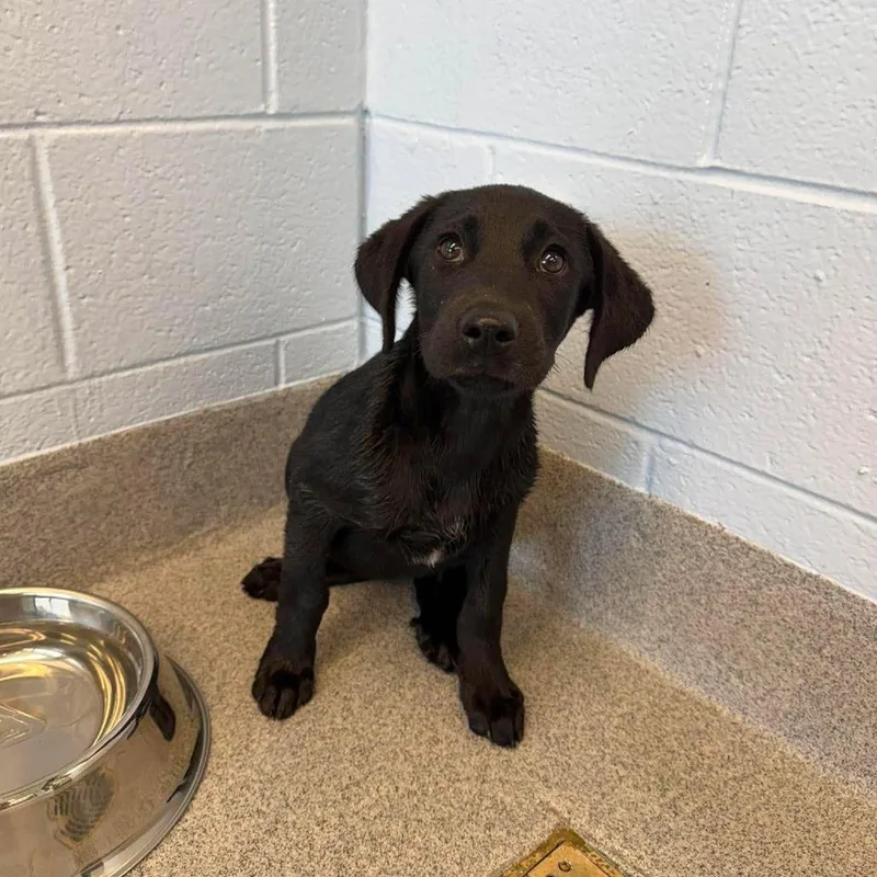 A baby medium-sized female Black Mixed Breed dog named Tortellini for adoption in Martinsville, VA