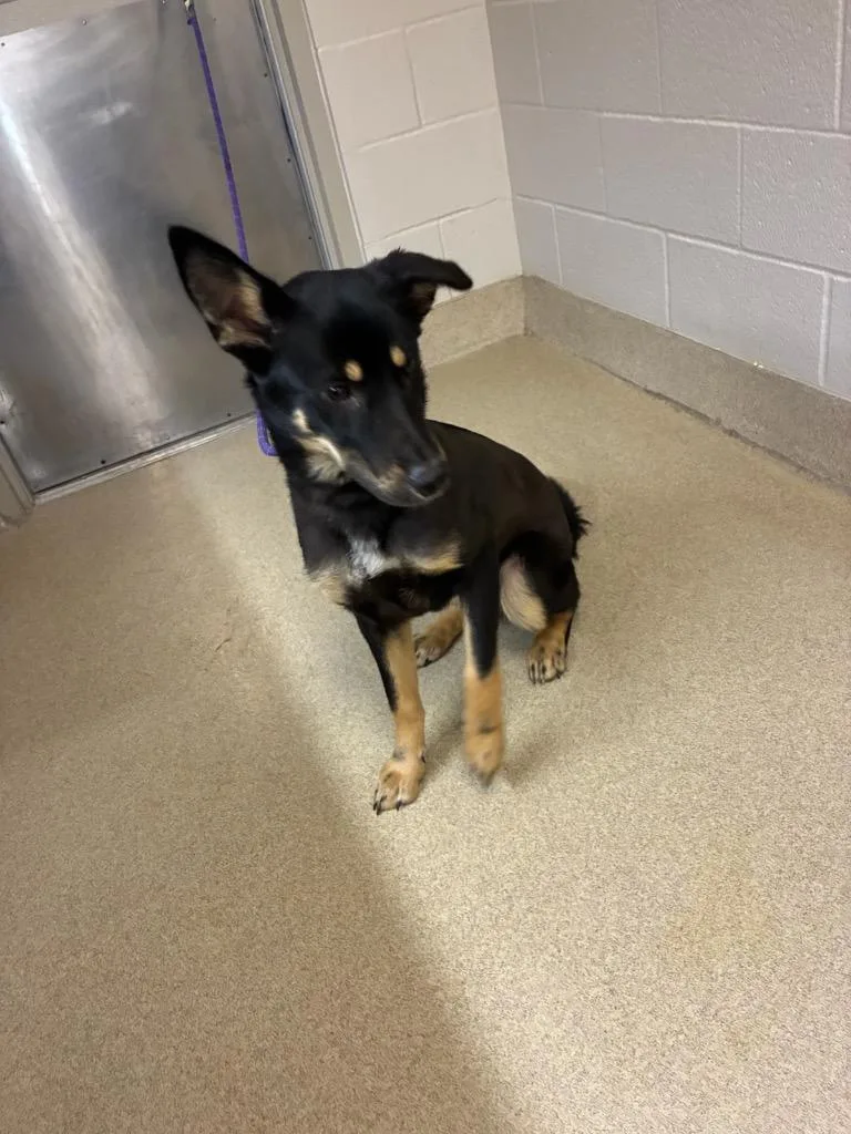 A baby medium-sized female German Shepherd Dog dog named Gia for adoption in Seguin, TX