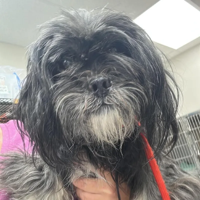 An adult small-sized male Black Mixed Breed dog named Kelso for adoption in Fredericksburg, VA