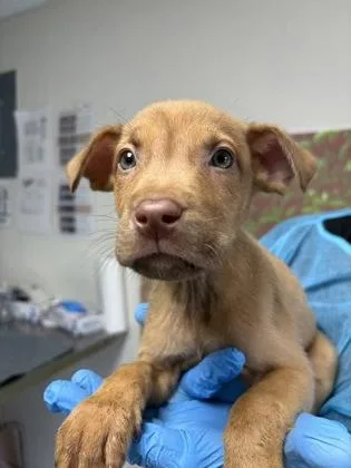 A young small-sized male Shepherd dog named Cricket for adoption in San Antonio, TX