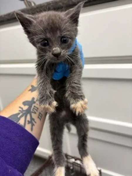 A baby small-sized male Domestic Short Hair cat named Tigger for adoption in Morristown, TN