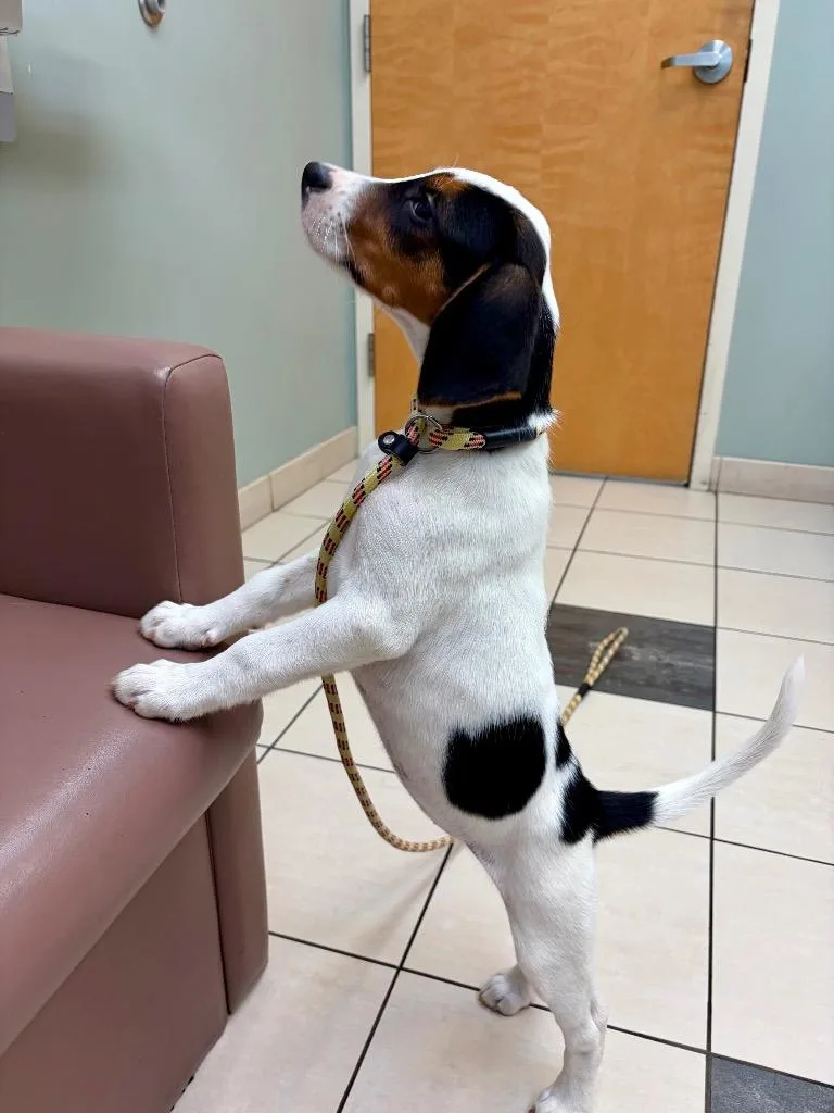 A baby small-sized female Treeing Walker Coonhound dog named Watermelon for adoption in Hampton, VA