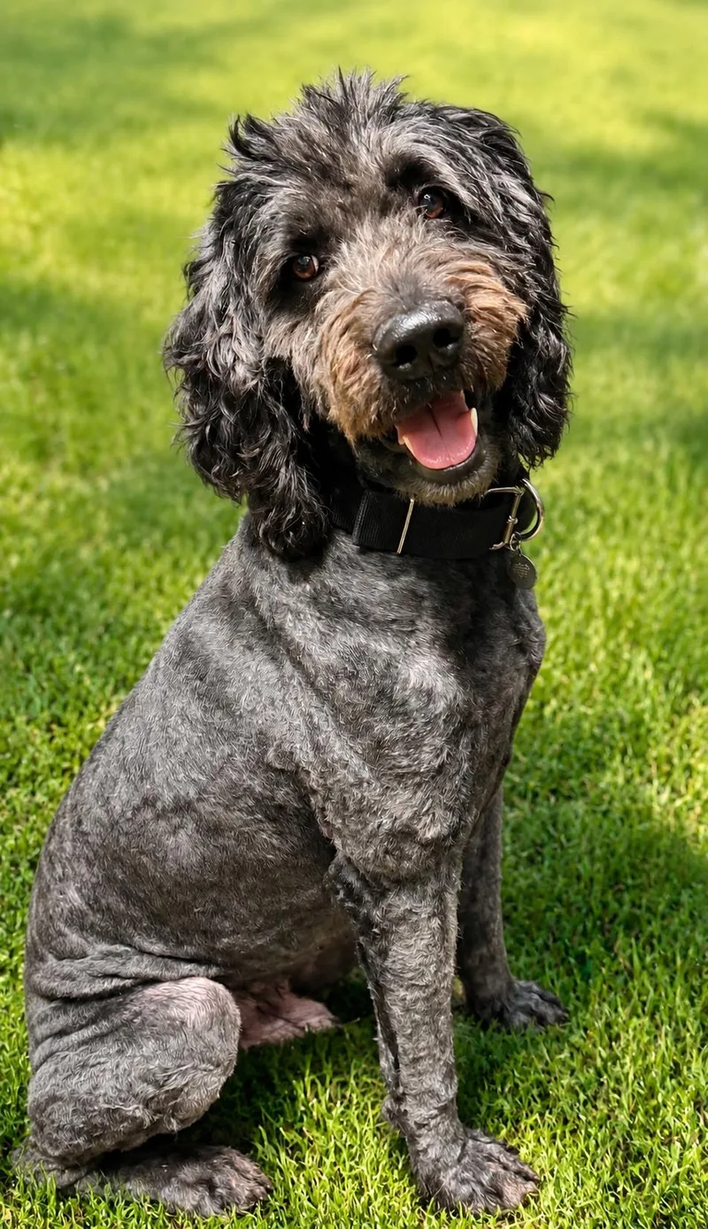 An adult large-sized male Newfoundland Dog dog named Atlas for adoption in Yukon, OK