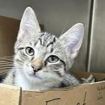 A baby small-sized male Brown / Chocolate Domestic Short Hair cat named The Rock for adoption in Novelty, OH