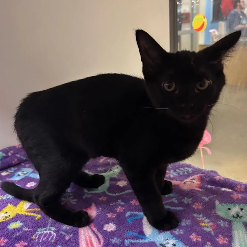 A baby small-sized female Black Domestic Short Hair cat named Hope for adoption in Temecula, CA