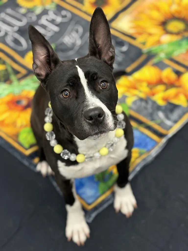 A baby medium-sized female Mixed Breed dog named Boilermaker for adoption in Detroit, MI