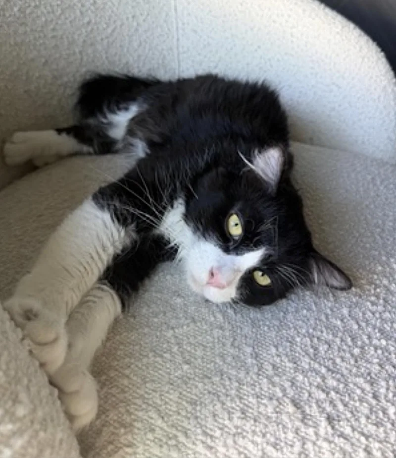 A young medium-sized male Black & White / Tuxedo Domestic Long Hair cat named Figgy for adoption in Amherst, MA