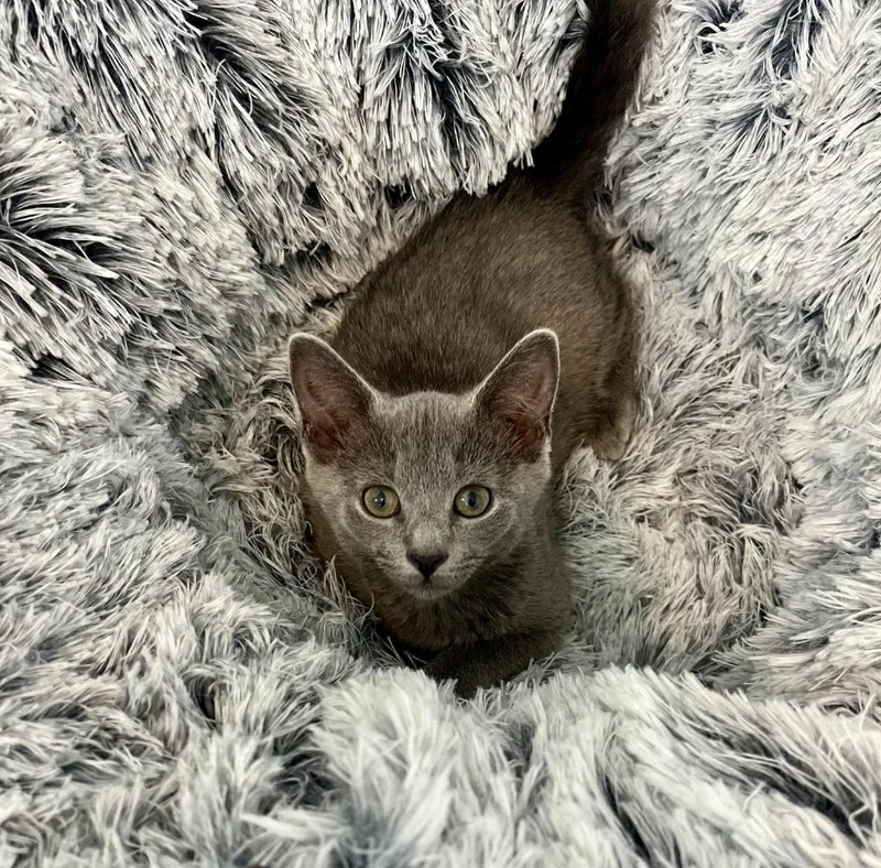 A baby medium-sized female Domestic Short Hair cat named Dusky for adoption in Youngsville, NC
