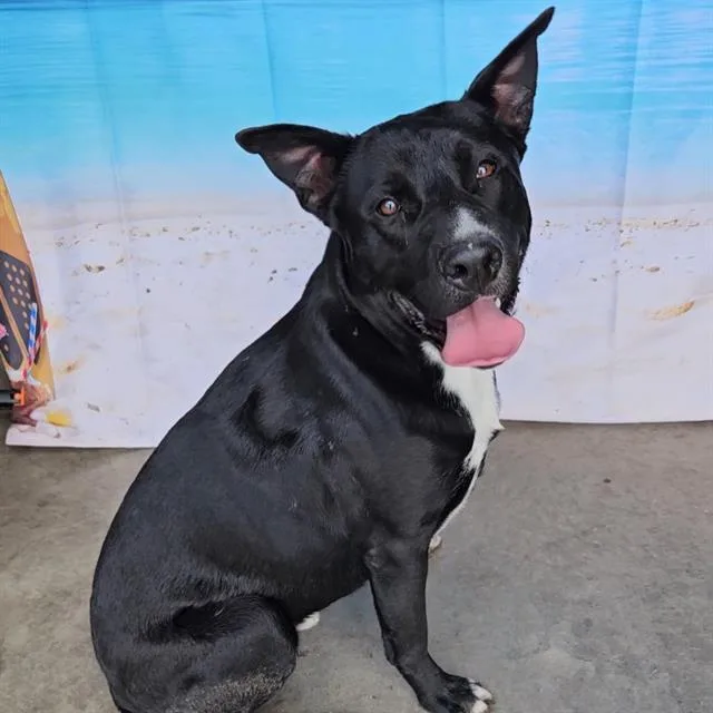 A young large-sized male Labrador Retriever dog named Bruce for adoption in Wylie, TX