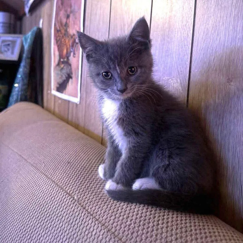 A baby medium-sized female Gray & White Domestic Short Hair cat named Painted Lady for adoption in Candler, NC