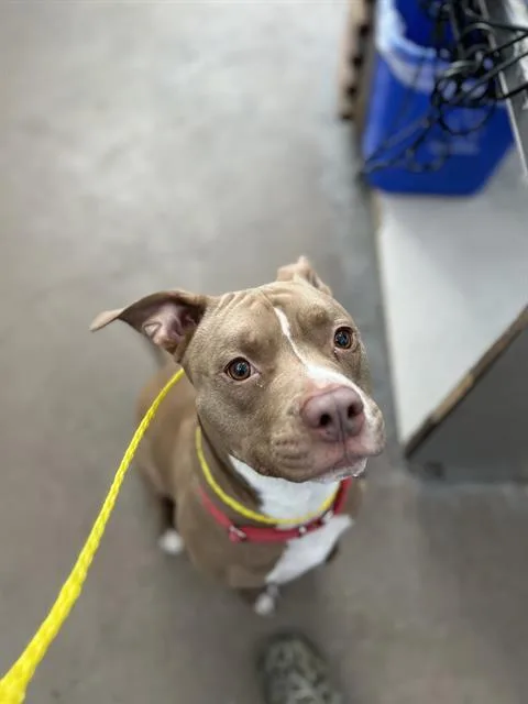 An adult large-sized male Mixed Breed dog named Dinero for adoption in Dallas, TX