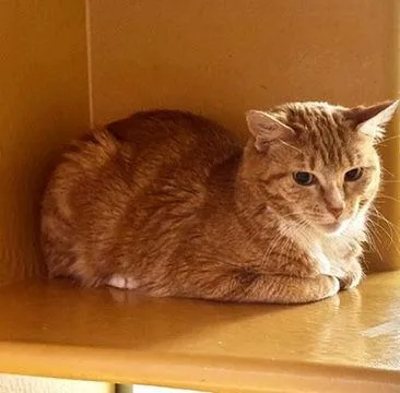 Yma Sumac thumbnail 3