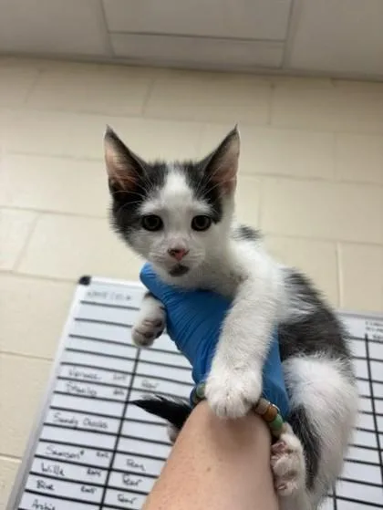 A baby small-sized male Domestic Short Hair cat named Gihdorah for adoption in Westland, MI