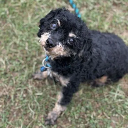 An adult small-sized female Miniature Poodle dog named Macaron for adoption in Philadelphia, PA
