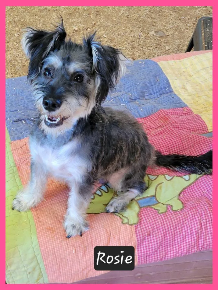 An adult small-sized female Schnauzer dog named Rosie for adoption in Granbury, TX