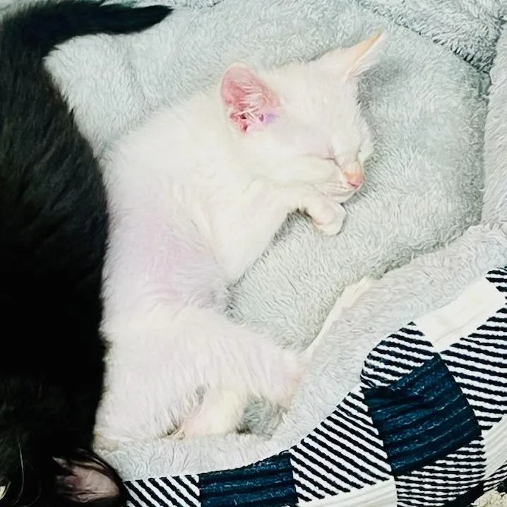 Tobias