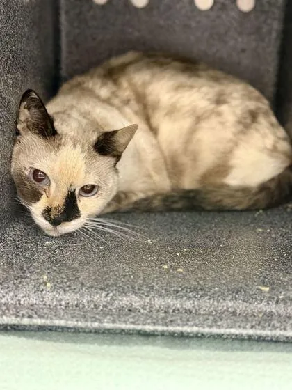 A senior small-sized female Domestic Short Hair cat named Su Ling for adoption in Daytona Beach, FL