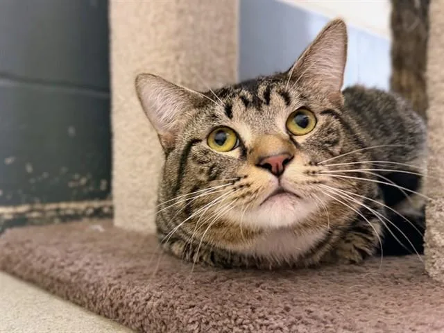 A young large-sized male Domestic Short Hair cat named Hulk for adoption in Ames, IA