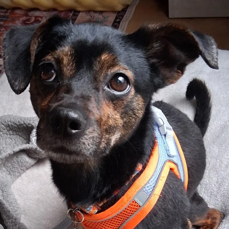 A young small-sized male Miniature Pinscher dog named Champ for adoption in Sparta, NJ