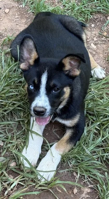 A baby medium-sized male Australian Cattle Dog / Blue Heeler dog named Levi for adoption in Wilkesboro, NC