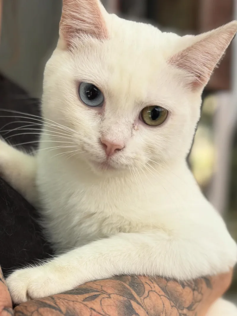 An adult medium-sized female White Turkish Angora cat named Lola for adoption in San Diego, CA