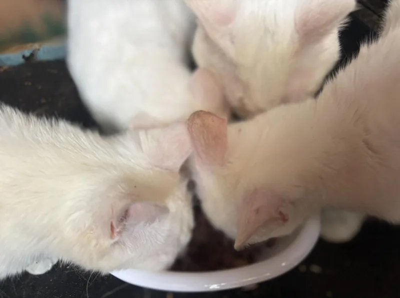 Lola thumbnail 3
