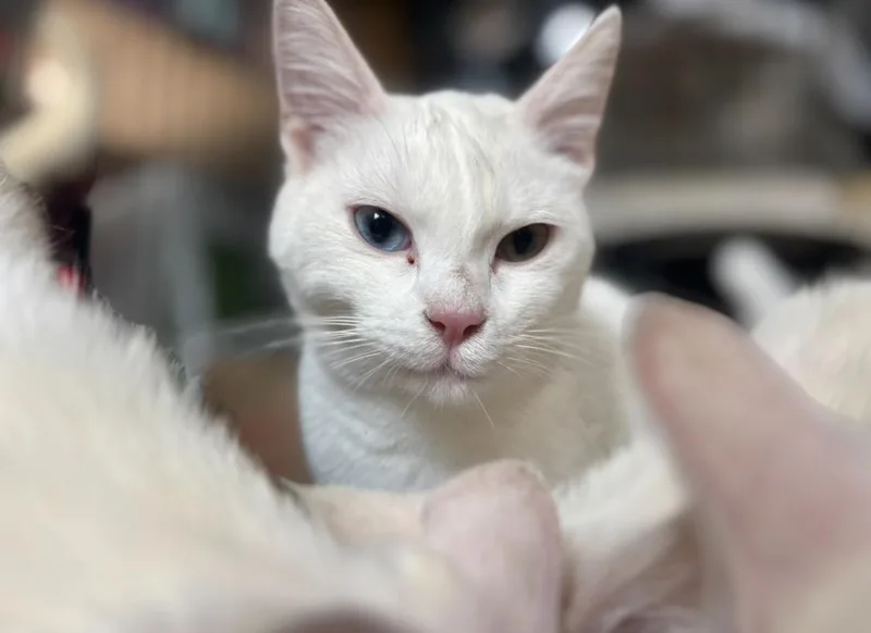 Lola thumbnail 4
