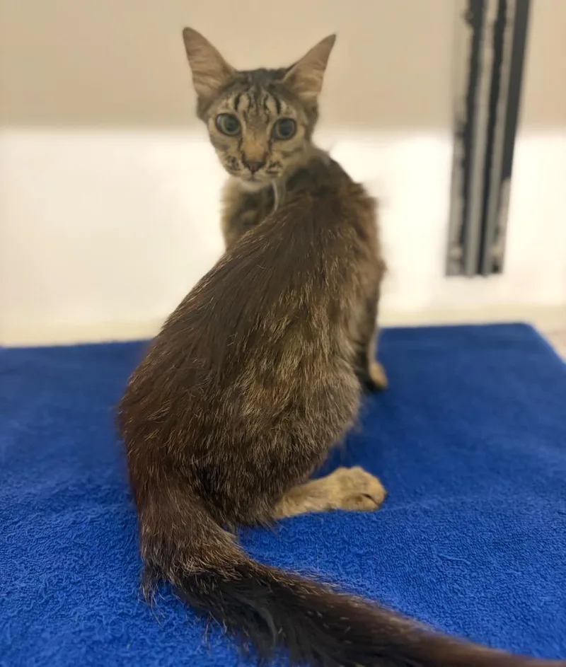 A young medium-sized female Domestic Short Hair cat named Marci for adoption in Douglasville, GA