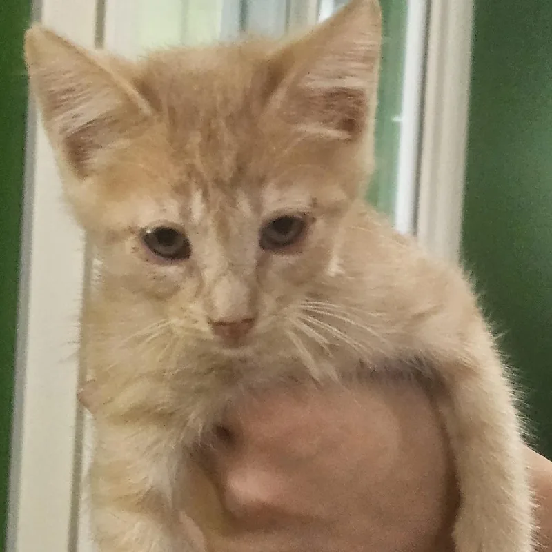 A baby small-sized male Orange / Red Domestic Short Hair cat named Seurat for adoption in Kyle, TX