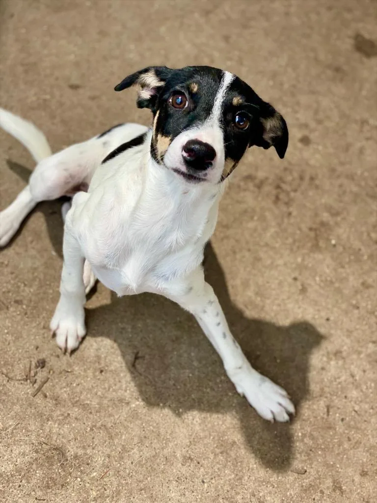 A baby small-sized male Rat Terrier dog named Isaac for adoption in Urbandale, IA