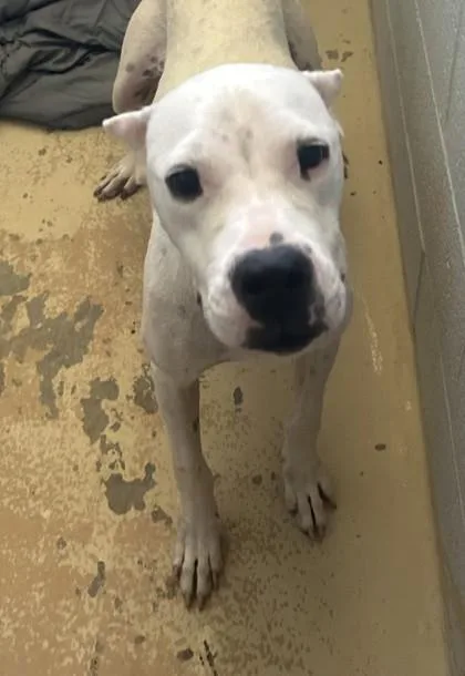 An adult medium-sized female Pit Bull Terrier dog named Poptart for adoption in West Memphis, AR