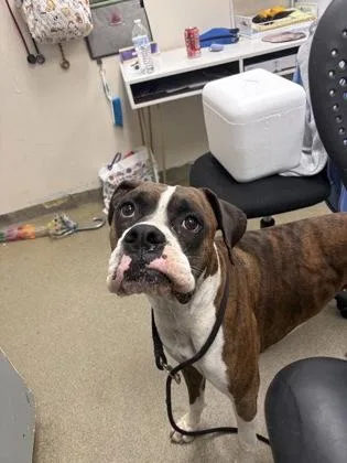 A young large-sized male Boxer dog named Goober for adoption in Palm Coast, FL