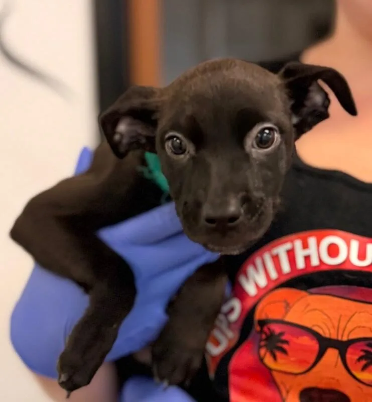 A baby small-sized female Brown / Chocolate Chihuahua dog named Frida Kahlo for adoption in Van Nuys, CA