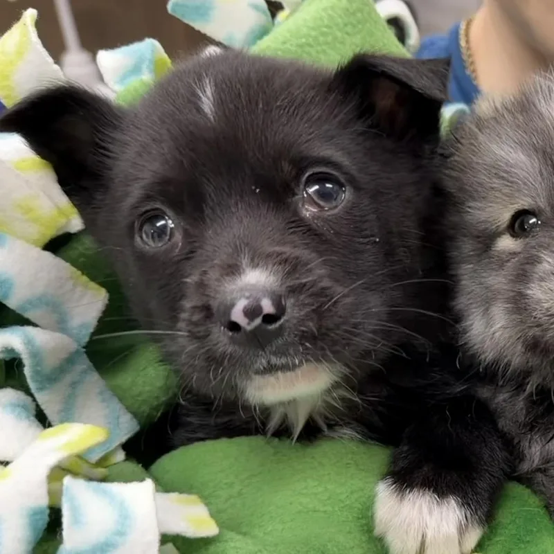 A baby small-sized male Black Siberian Husky dog named Zoloft for adoption in Detroit Lakes, MN