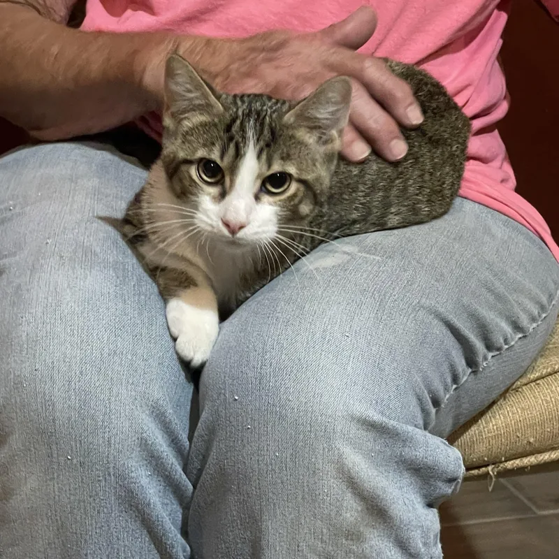 A baby medium-sized male Tabby (Brown / Chocolate) Domestic Short Hair cat named Frankie for adoption in Lacon, IL