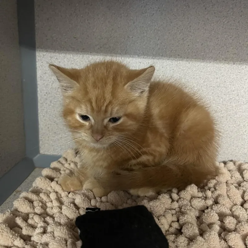 A baby small-sized male Orange / Red Domestic Medium Hair cat named Hansel for adoption in Wappingers Falls, NY