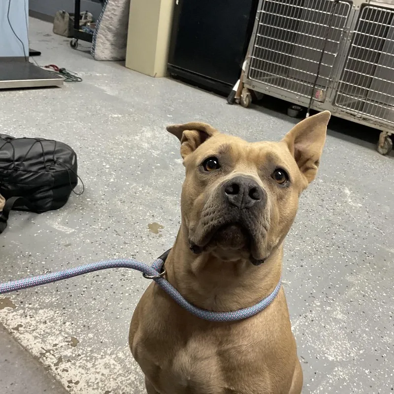 An adult large-sized female Yellow / Tan / Blond / Fawn Pit Bull Terrier dog named Zoe for adoption in St Joseph, MO