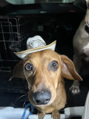An adult small-sized male Dachshund dog named Chuy for adoption in Fort Worth, TX