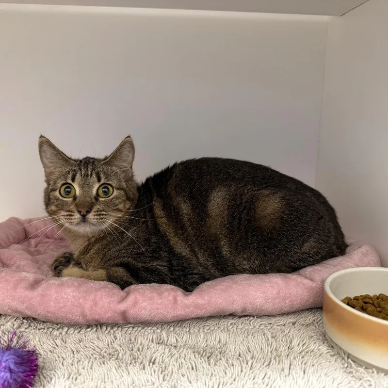 An adult medium-sized female Brown / Chocolate Domestic Short Hair cat named Nala for adoption in Webster, TX