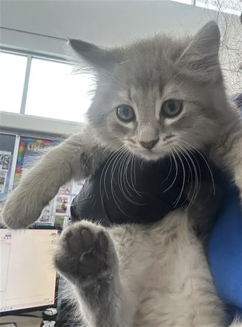 A baby small-sized male Domestic Medium Hair cat named Moss for adoption in Dallas, TX