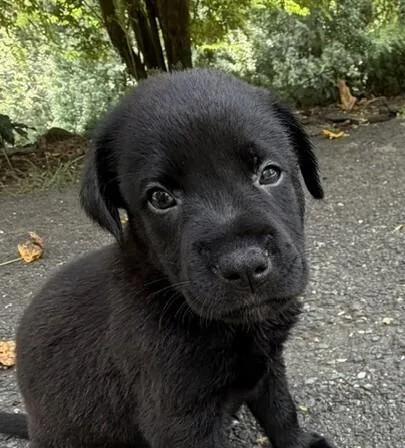 A baby medium-sized male Black Labrador Retriever dog named Baby Slinky Dog for adoption in Washington, DC