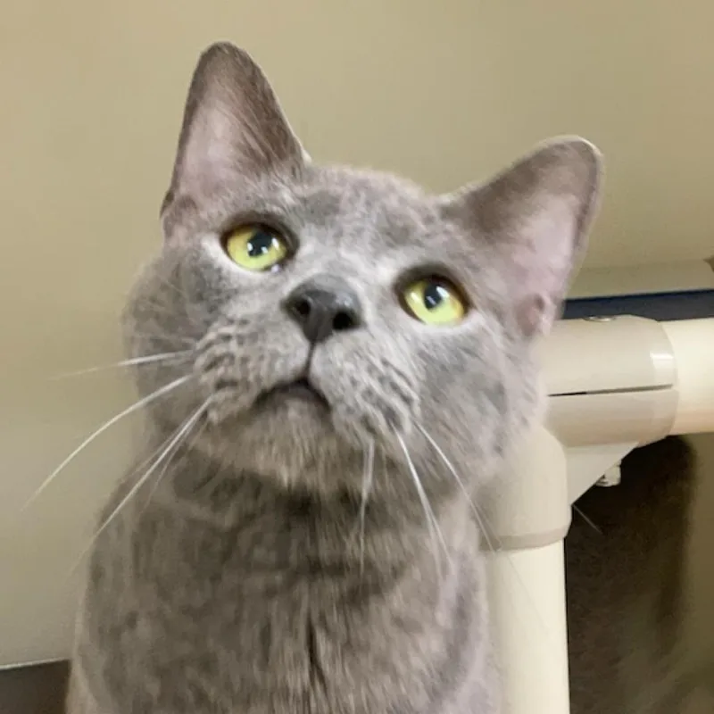 A senior large-sized male Gray / Blue / Silver Domestic Short Hair cat named Bean for adoption in Harrisonburg, VA