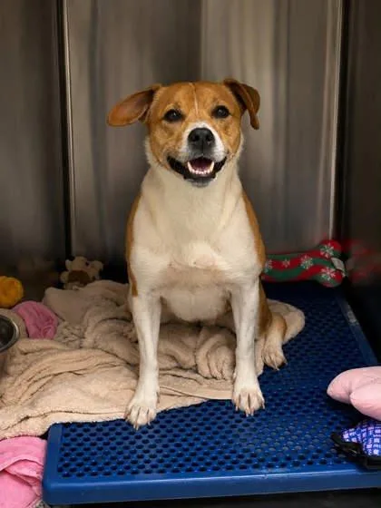 An adult medium-sized female Parson Russell Terrier dog named Dora for adoption in Bowling Green, KY