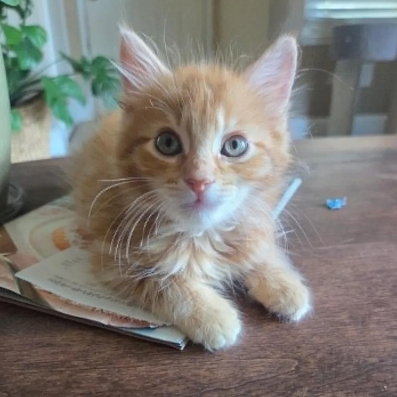 A baby small-sized male Orange / Red Domestic Short Hair cat named Phoenix for adoption in Antioch, CA