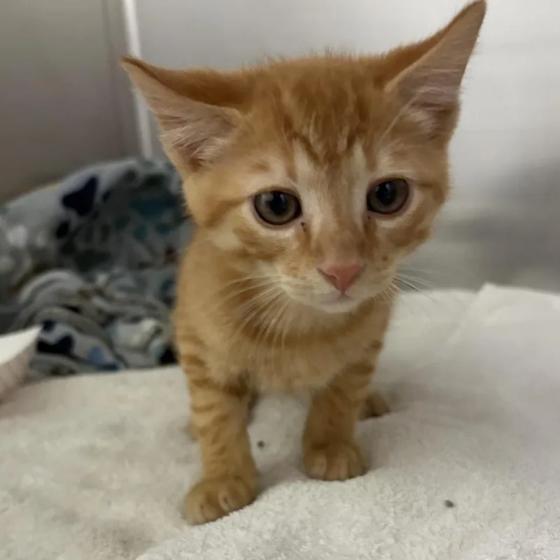 A baby small-sized male Orange / Red Domestic Short Hair cat named Cheeto for adoption in Tampa, FL