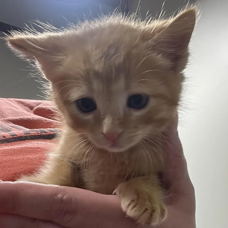 Cheeto thumbnail 2