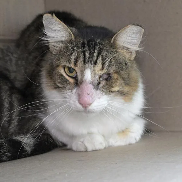 An adult small-sized male Domestic Long Hair cat named Eduardo for adoption in Austin, TX