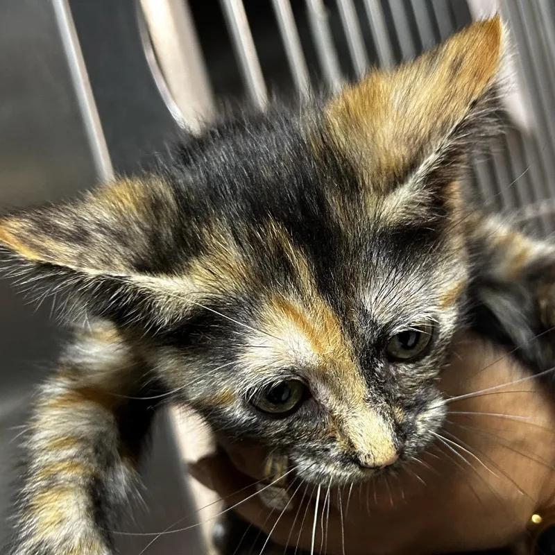 A baby small-sized female Black Domestic Short Hair cat named Blossom for adoption in Leander, TX